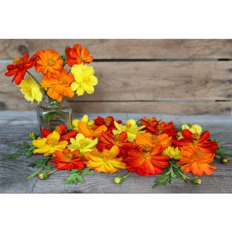 Carpet Mix Cosmos Seeds — Dwarf Flowering Annual Mix - View 3