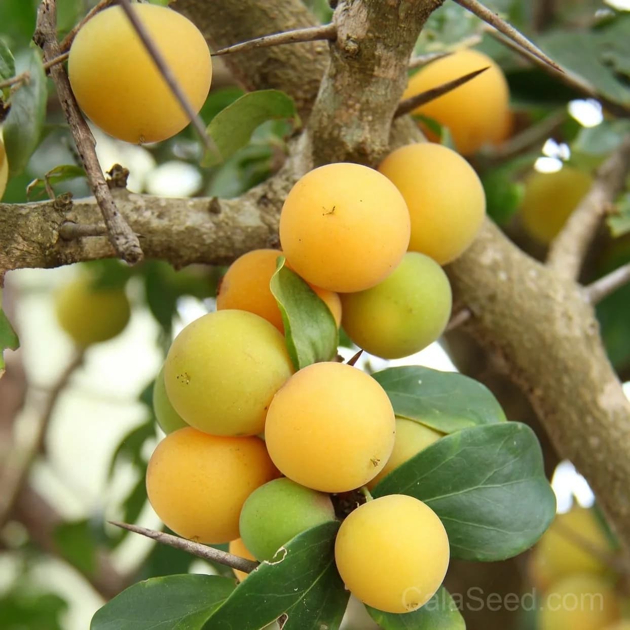 Dovyalis Caffra Seeds — South African Apricot Fruit - View 2