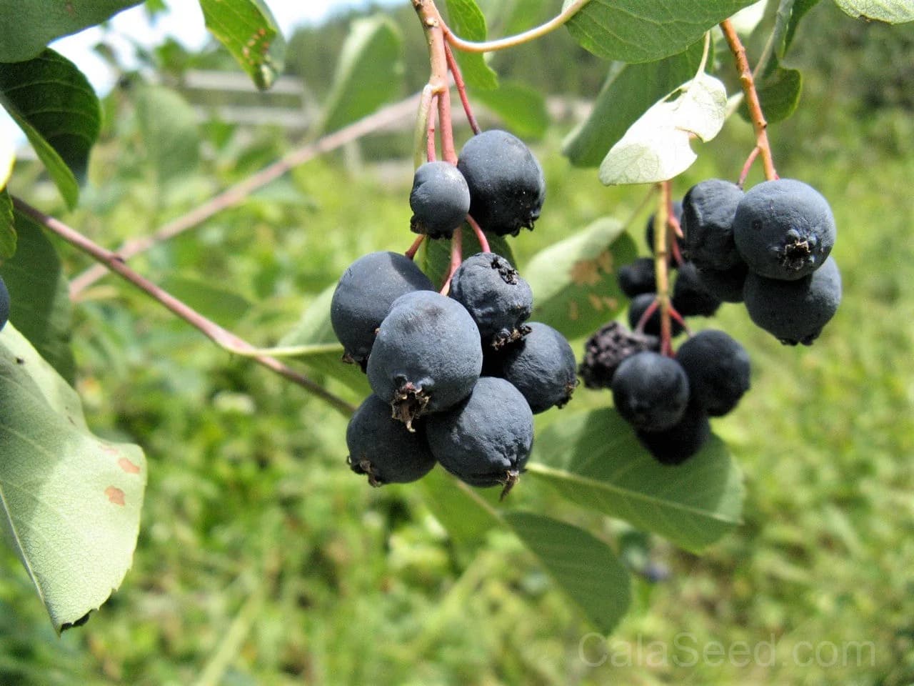 Saskatoon Serviceberry 'Amelanchier Alnifolia' Seeds — Native Edible Purple Berry - Alt