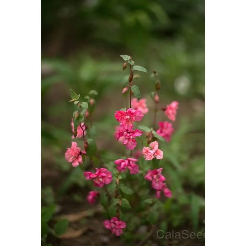 Clarkia Seeds — Elegant Wildflower for Pollinators - View 2