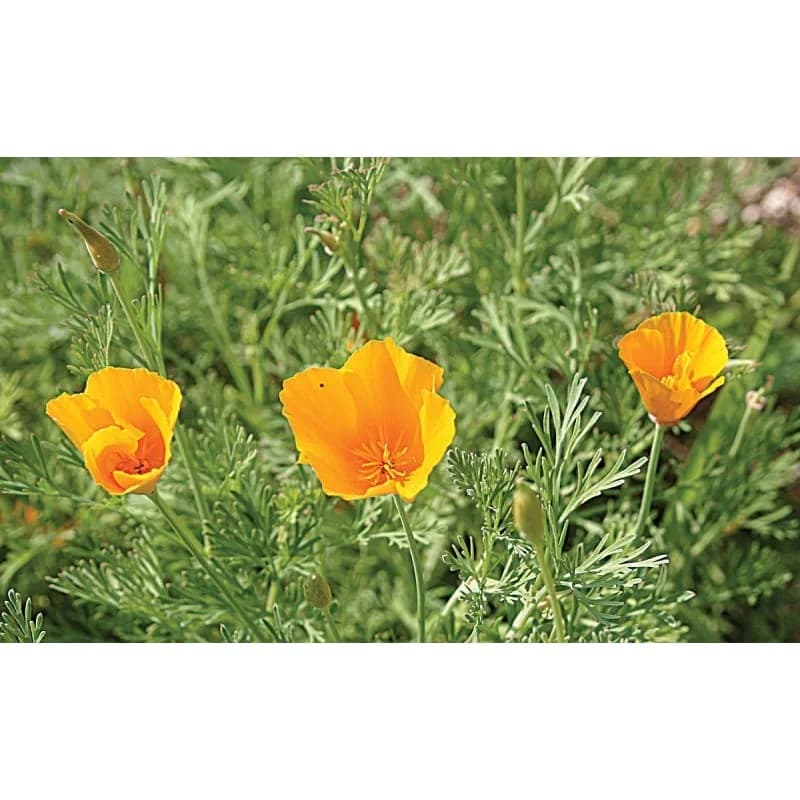 California Poppy Seeds — Native Wildflower Drought Tolerant - View 5