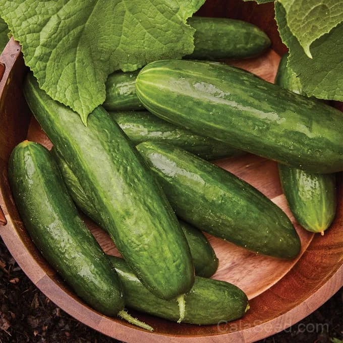 Bragger Cucumber Seeds — High-Yield Garden Favorite - Main