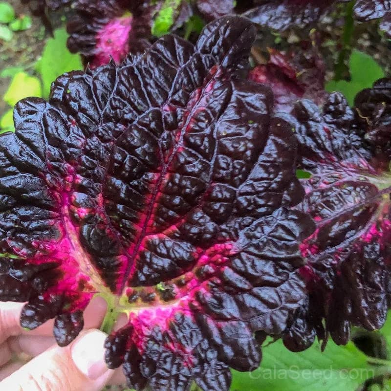 Black Dragon Coleus Seeds — Dark Purple Foliage Accent - Main