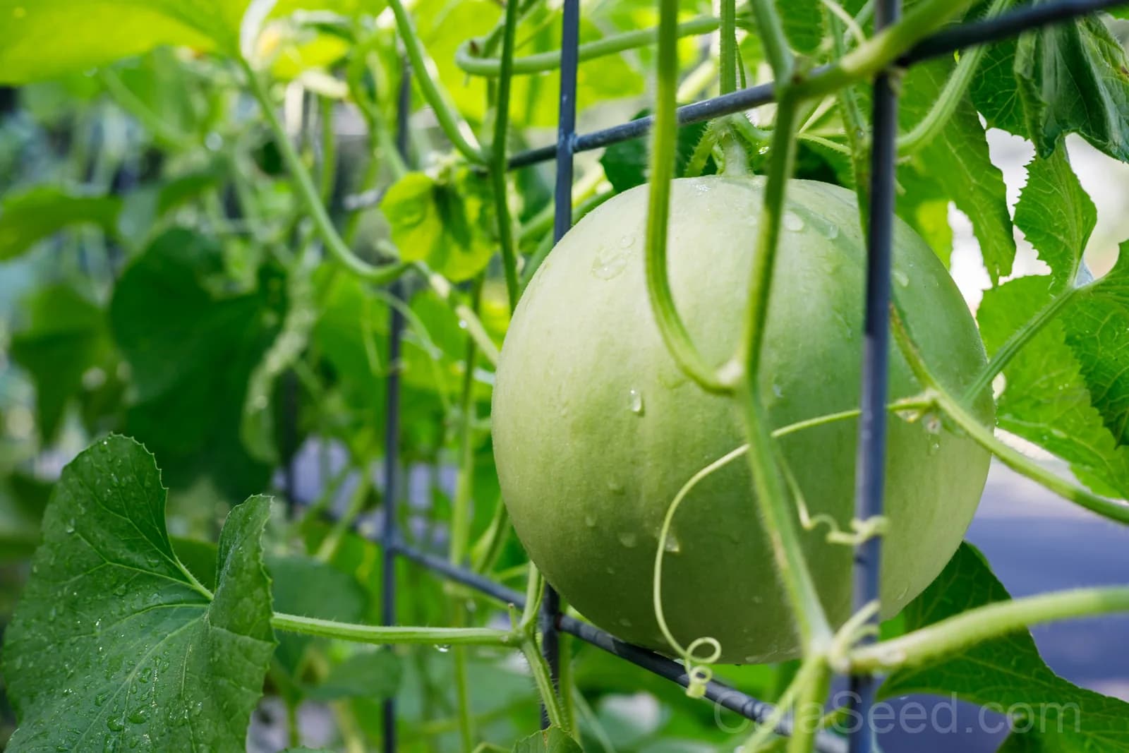 Honeydew 'Green Flesh' Melon Seeds — Sweet Summer Fruit - View 3