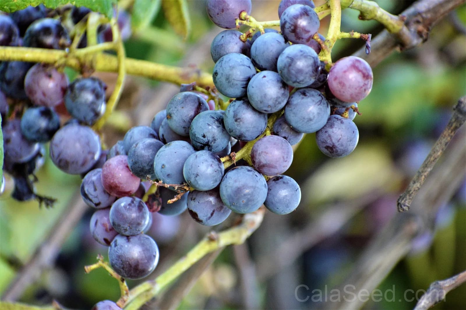 Concord Grape 'Purple' Seeds — Classic North American Vine - Main