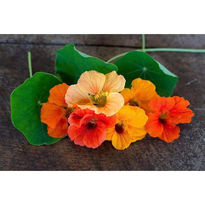 Jewel Mix Nasturtium Seeds — Edible Flowers & Trailing Beauty - Alt