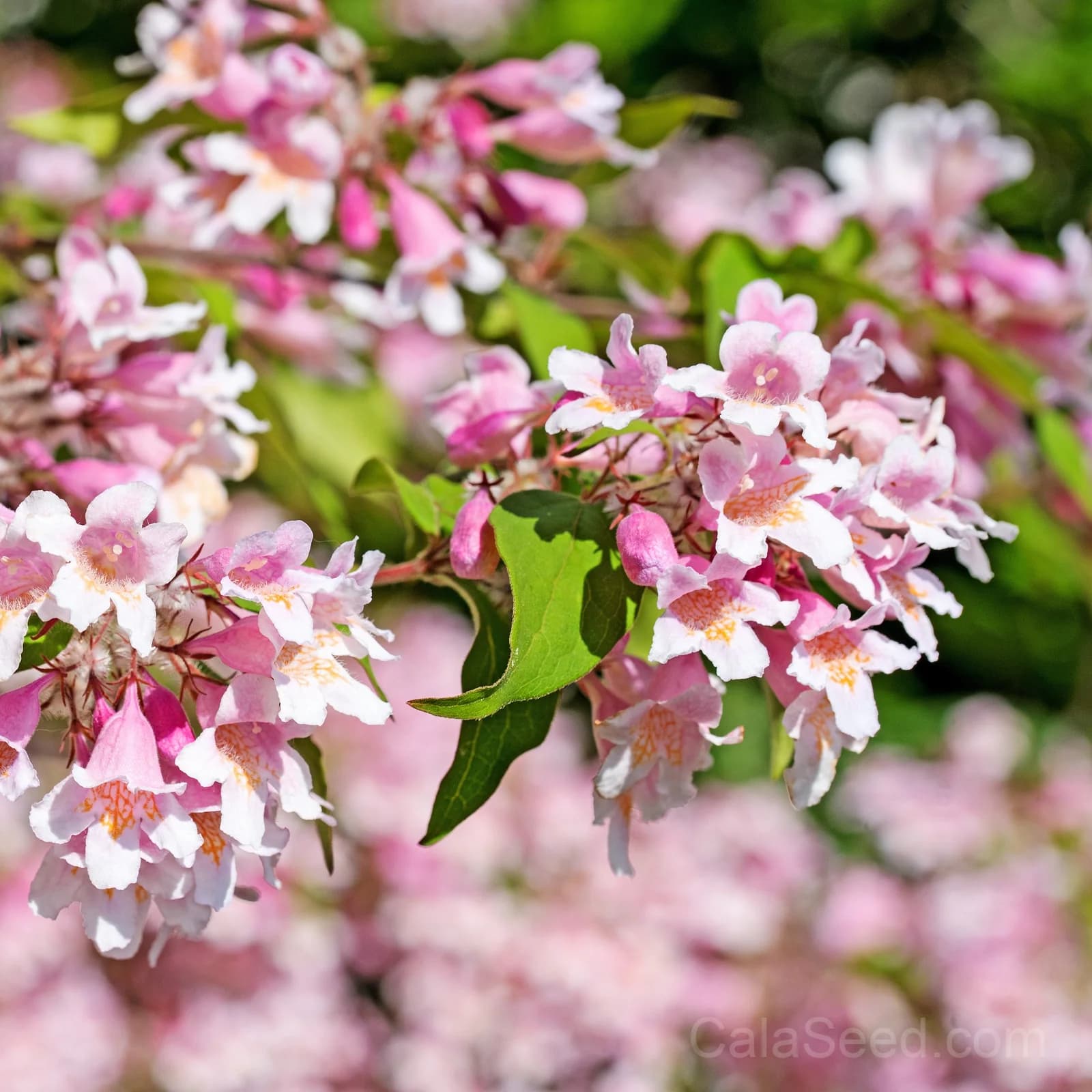 Beauty Bush 'Kolkwitzia Amabilis' Seeds — Pink & White Flowering Shrub - View 5