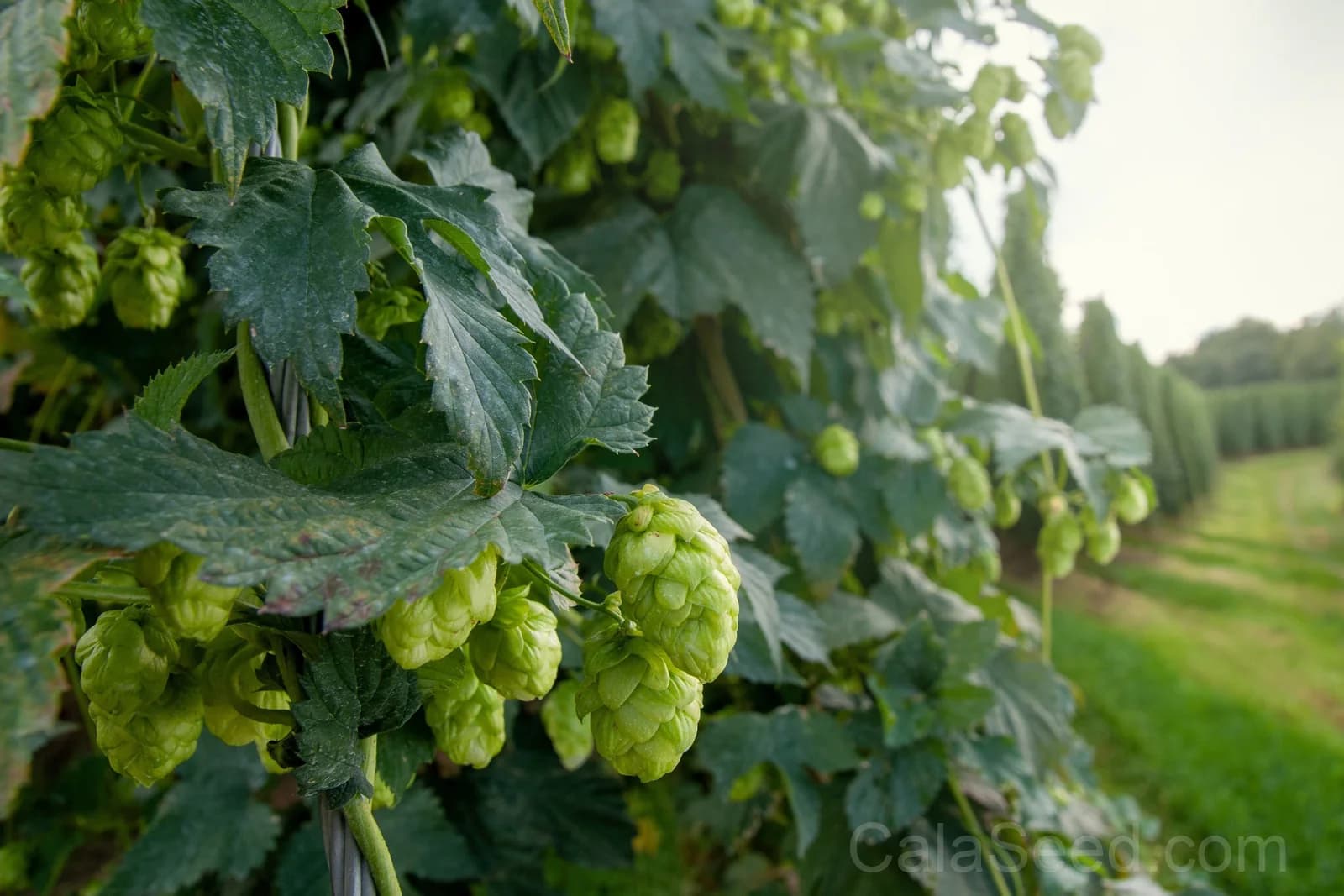 European Hops 'Common' Seeds — Beer Making Vine Ingredient - View 1