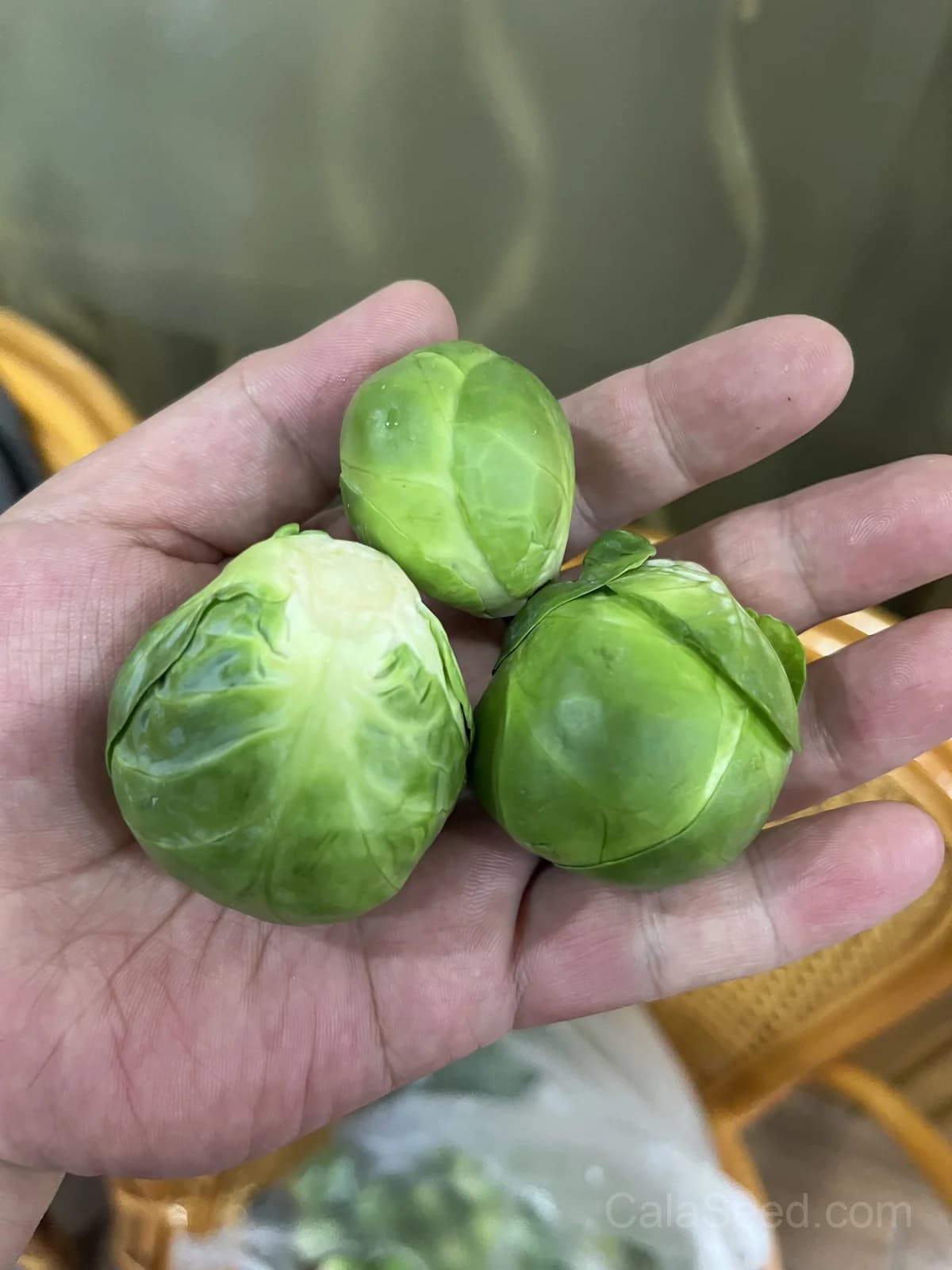 Catskill Brussels Sprouts Seeds — Cold-Hardy Heirloom Vegetable - View 5