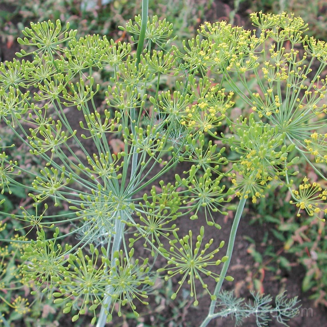 Long Island Mammoth Seeds — Giant Dill for Pickling - Main