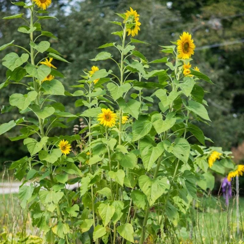Skyscraper Sunflower Seeds — Towering 12-Foot Garden Giant - Main