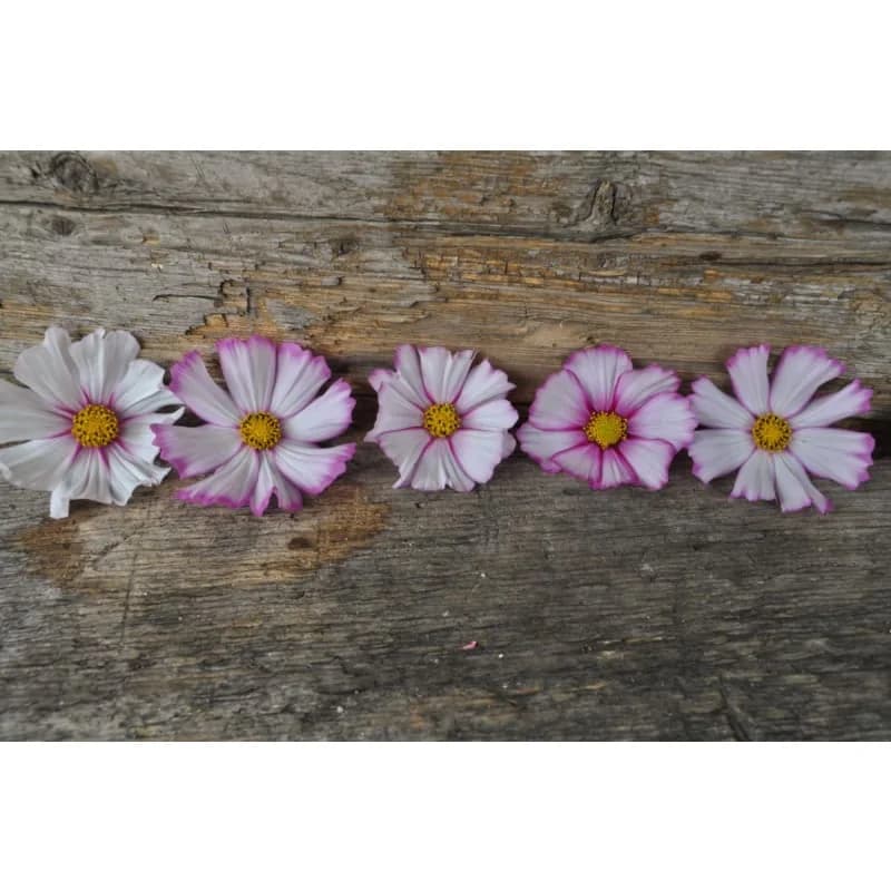 Picotee Cosmos Seeds — Bicolor Frilled Blooms - View 3