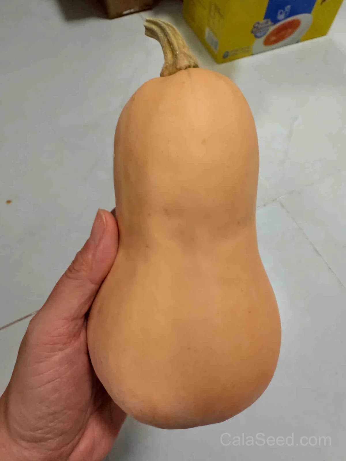 Waltham Butternut Squash Seeds — Classic Organic Winter Squash - Alt