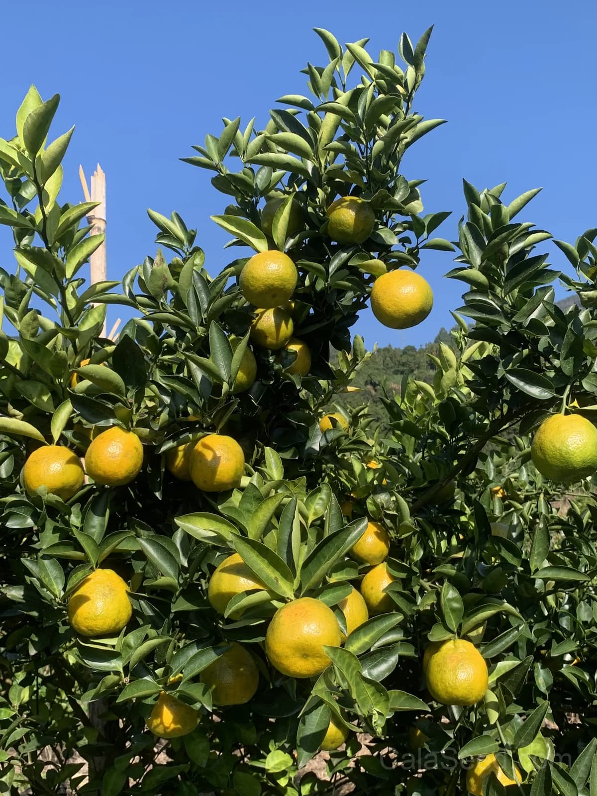 Citrus Trifoliata Seeds — Hardy Cold-Tolerant Rootstock - View 3