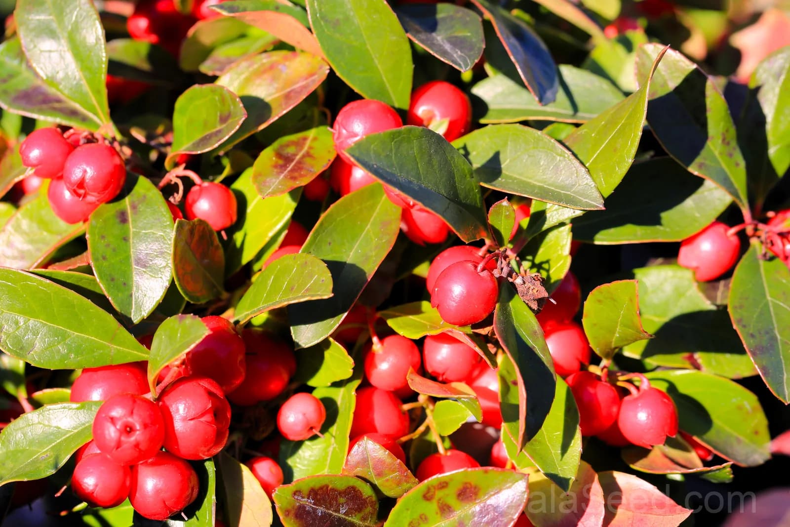 Wintergreen 'Creeping' Seeds — Evergreen Ground Cover Berries - View 5