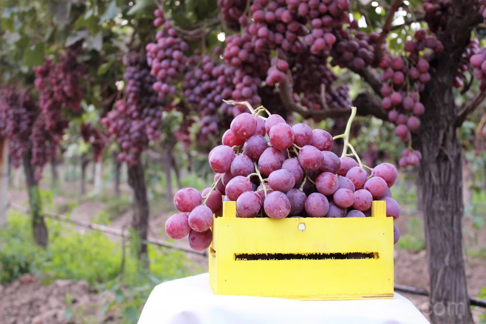 Giant Red Globe Grape 'Vitis Vinifera' Seeds — Large Sweet Fruit Vine - Main