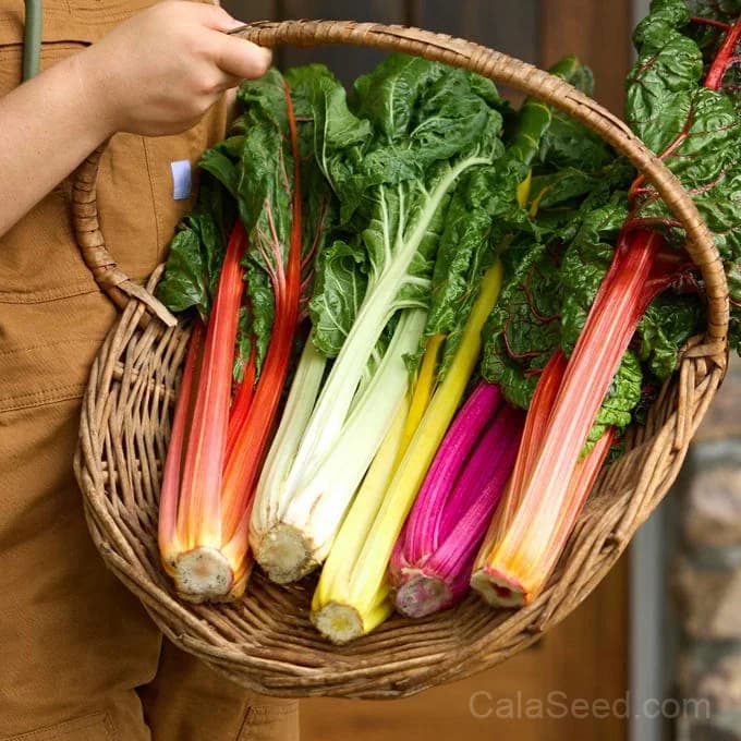 Bright Lights Swiss Chard Seeds — Rainbow Stems Ornamental Edible - Alt