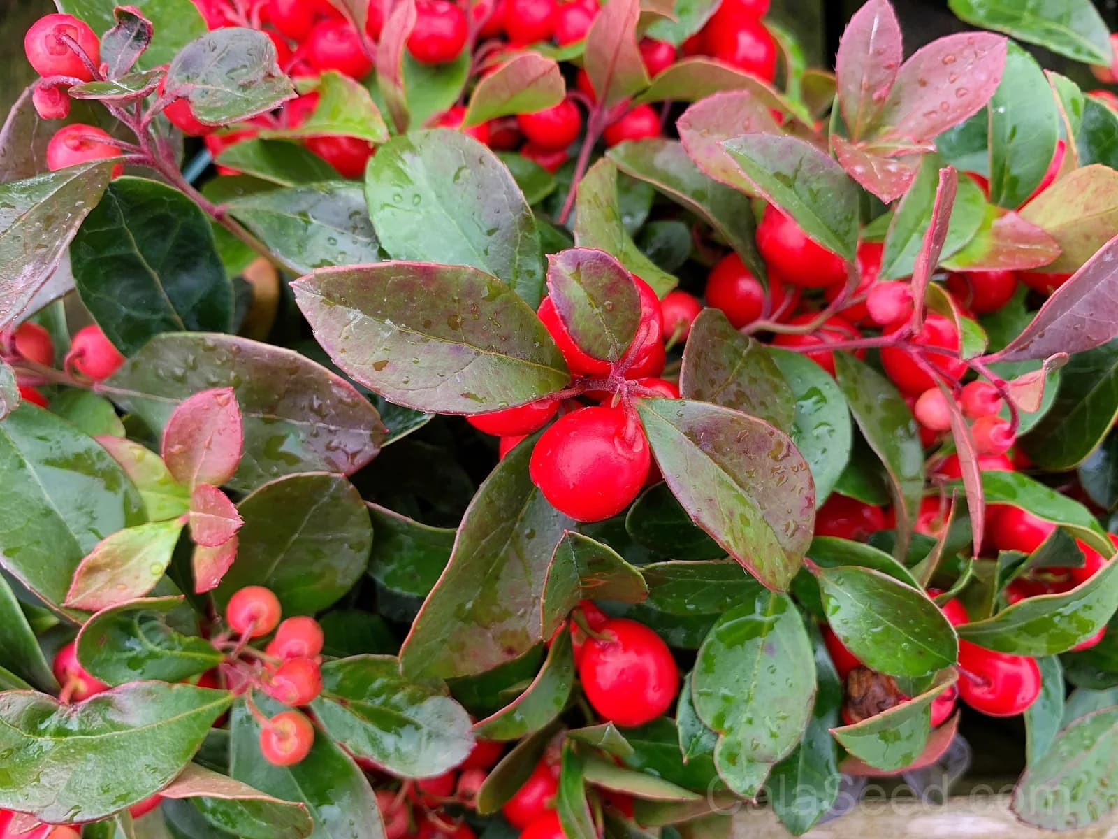 Wintergreen 'Creeping' Seeds — Evergreen Ground Cover Berries - View 4