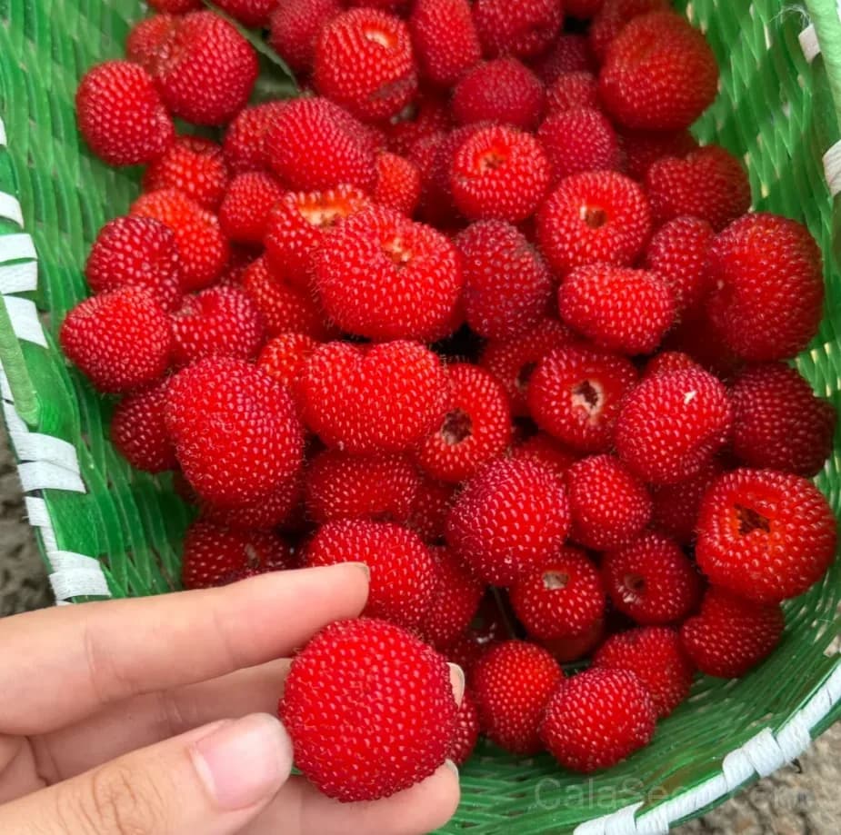 Wild Strawberry 'Vesca' Seeds — Tiny Alpine Fruit - View 6