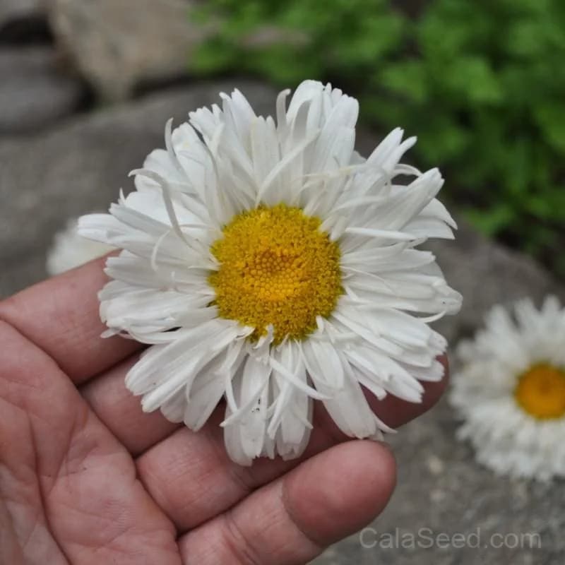 Shasta Daisy 'Crazy Daisy' Seeds — Whimsical Fringed White Blooms - Alt