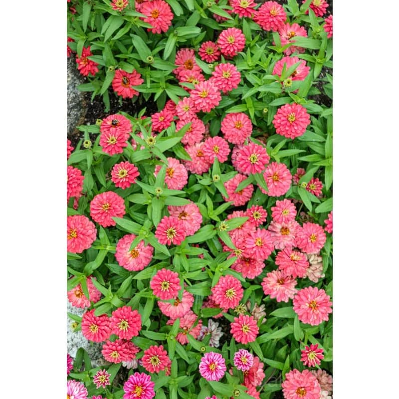 Zahara 'Double Salmon' Zinnia Seeds — Vibrant Salmon Blooms - View 4