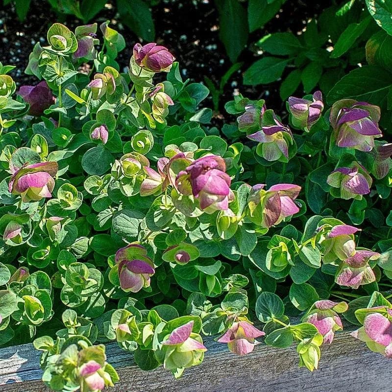 Kirigami Ornamental Oregano Seeds — Cascading Foliage Accent - Main