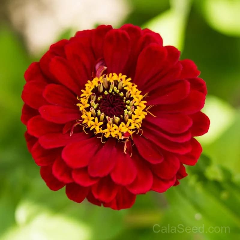 Cherry Queen Zinnia Seeds — Vibrant Heirloom Cut Flower - Main