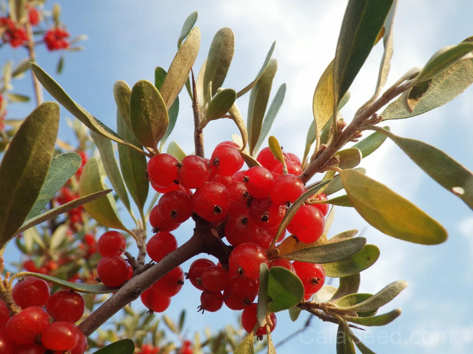 Silver Buffaloberry 'Shepherdia Argentea' Seeds — Native Red Berry Shrub - Main