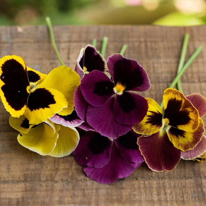 Swiss Giants Formula Mix Pansy Seeds — Large Blooms in Vibrant Colors - Main