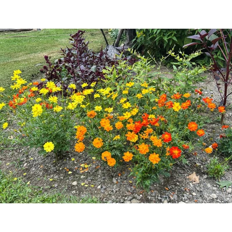Carpet Mix Cosmos Seeds — Dwarf Flowering Annual Mix - View 4