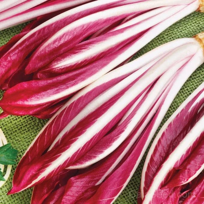 Red Treviso Radicchio Seeds — Bitter Italian Heirloom Chicory - Main