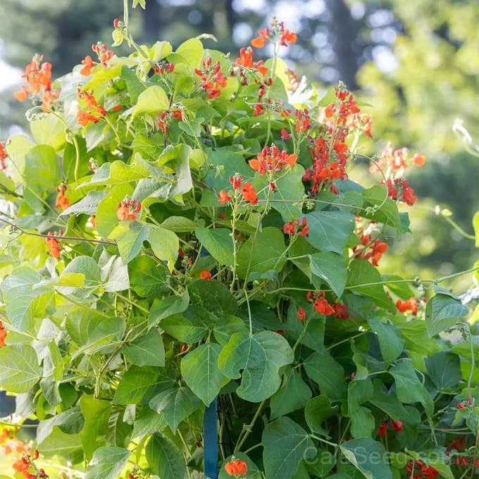 Scarlet Runner Pole Bean Seeds — Vibrant Edible Flowers - View 4