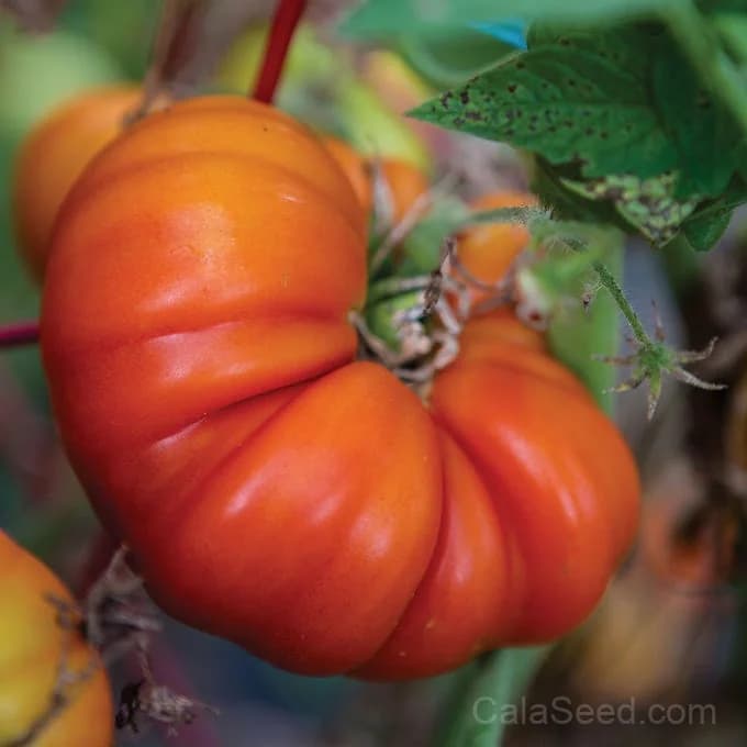 Tomande Tomato Seeds — Classic Red Slicing Variety - Main