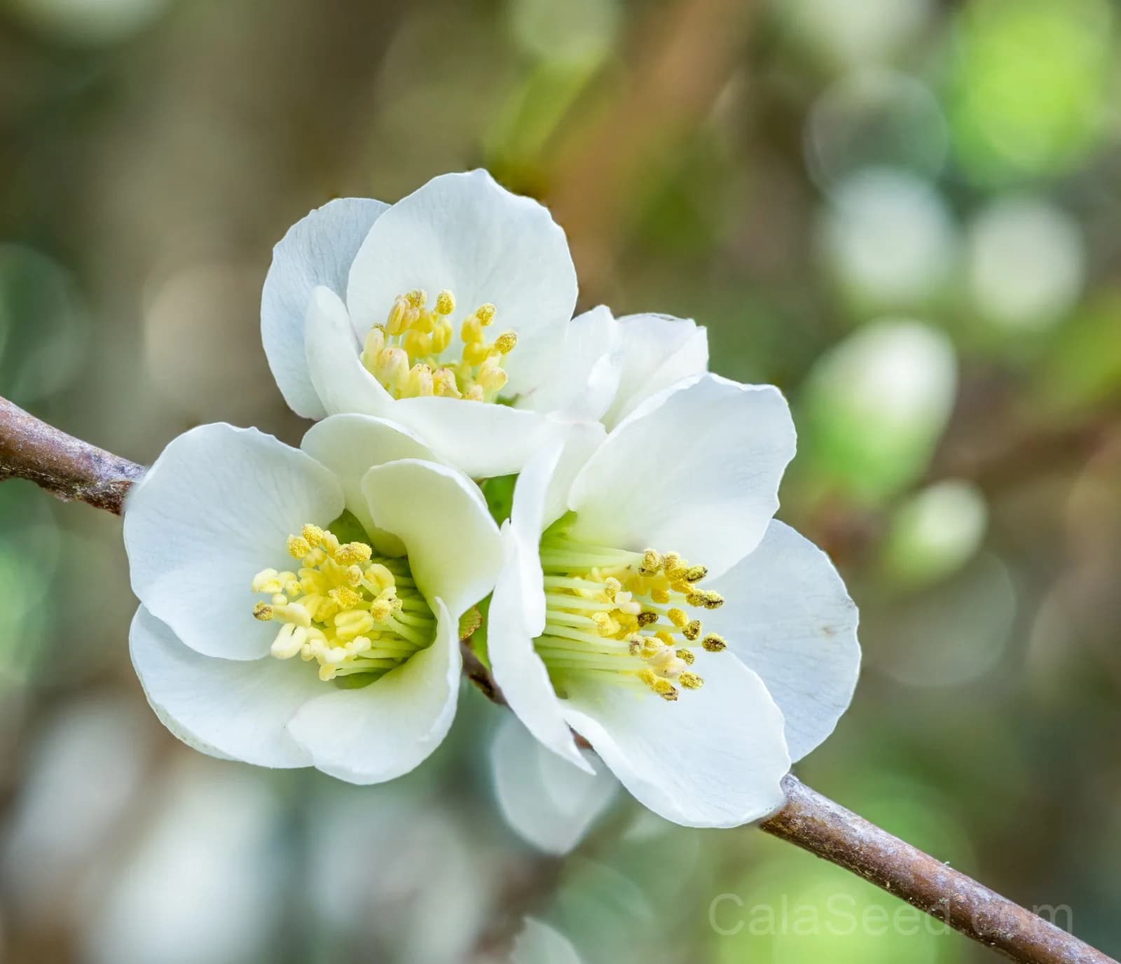 Flowering Quince 'Chaenomeles Speciosa' Seeds — Multicolor Spring Blooms - View 6