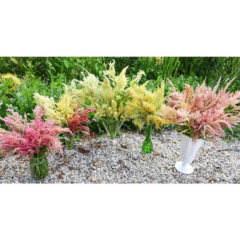 Shimmer Celosia Seeds — Iridescent Plume Blooms - View 3