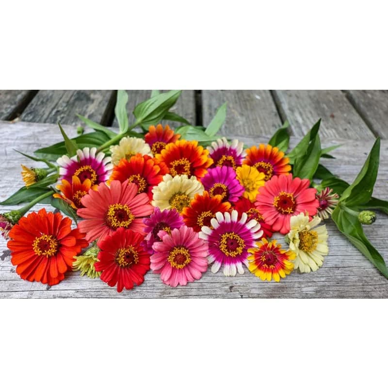 Carousel Mix Zinnia Seeds — Vibrant Multicolor Flower Blend - View 2