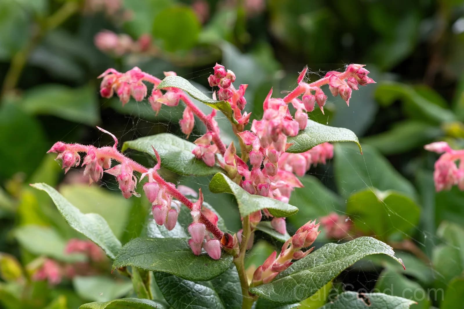 Salal Berry 'Gaultheria Shallon' Seeds — Pink White Flowers Blue Fruit - Alt