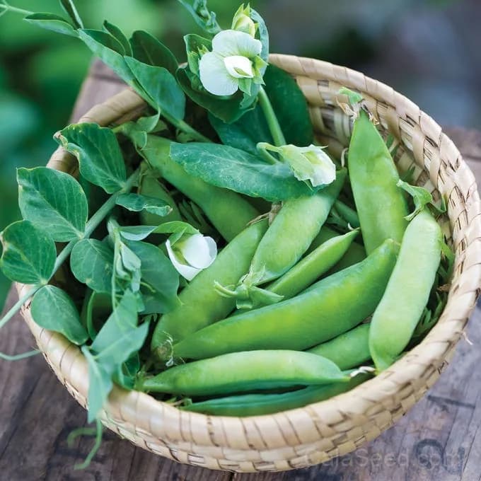 Blue Bantam Dwarf Pea Seeds — Compact Heirloom Shelling Pea - Main