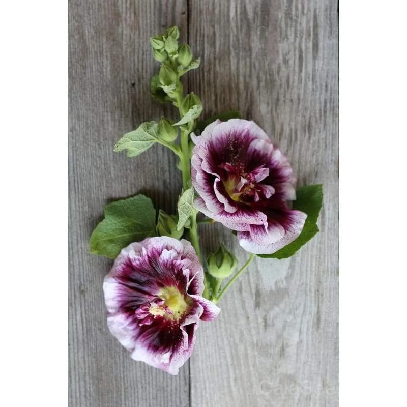 Creme de Cassis Hollyhock Seeds — Rich Blackberry-Colored Blooms - Alt
