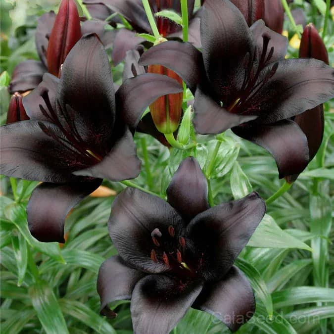 Rare Lily Bulbs — Showy Summer Blooms - View 4