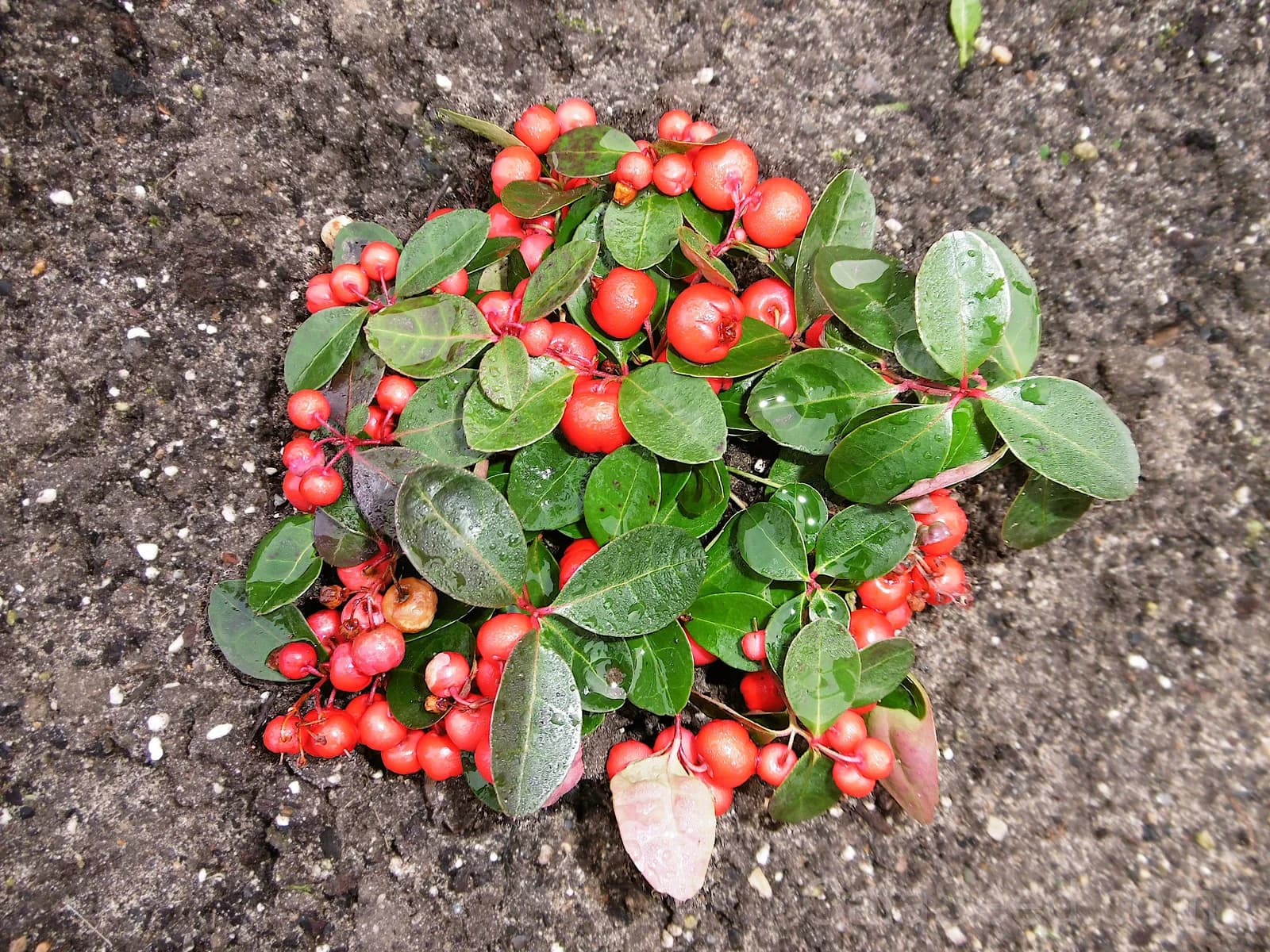Wintergreen 'Creeping' Seeds — Evergreen Ground Cover Berries - Alt