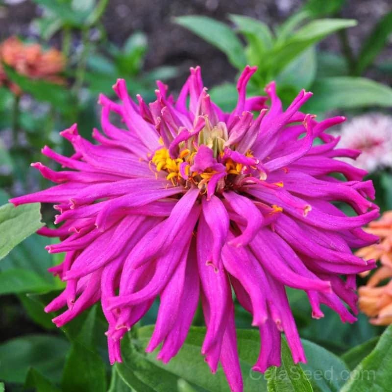 Cactus Flower Mix Zinnia Seeds — Vibrant Drought-Tolerant Blooms - Alt