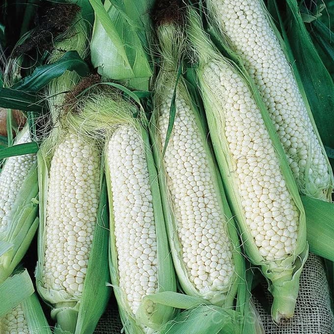Country Gentleman Corn Seeds — Heirloom Sweet White Variety - Main