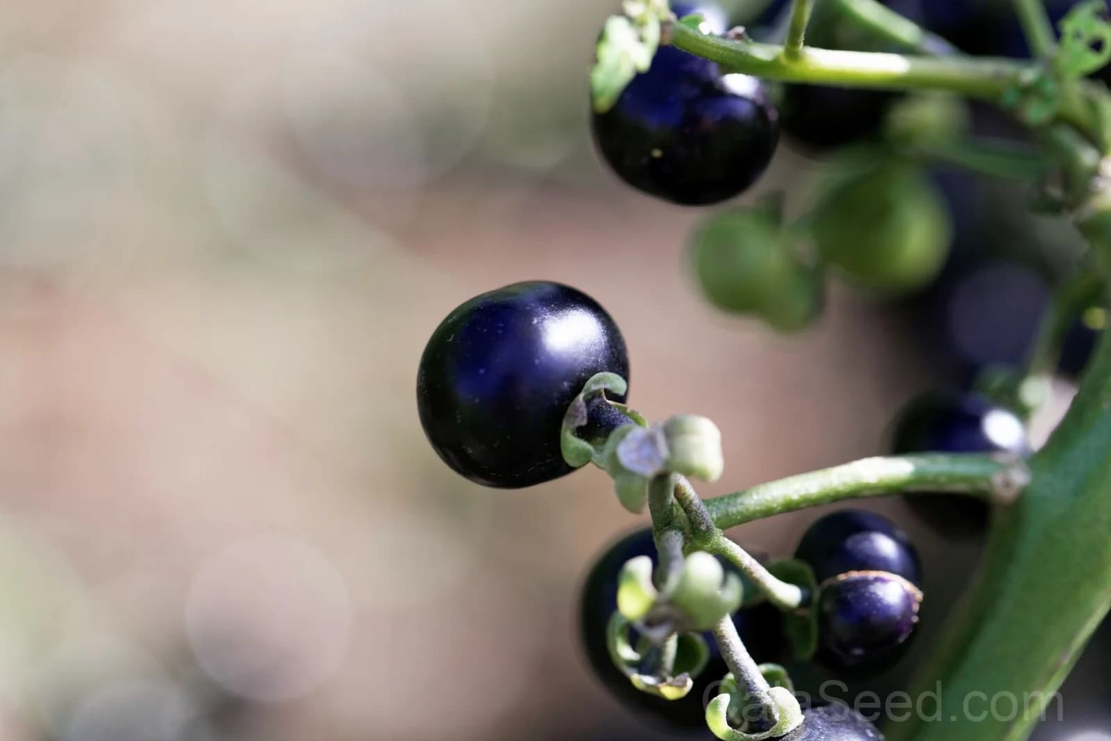 Garden Huckleberry 'Solanum Melanocerasum' Seeds — Sweet Berry Bush Fruit - View 5