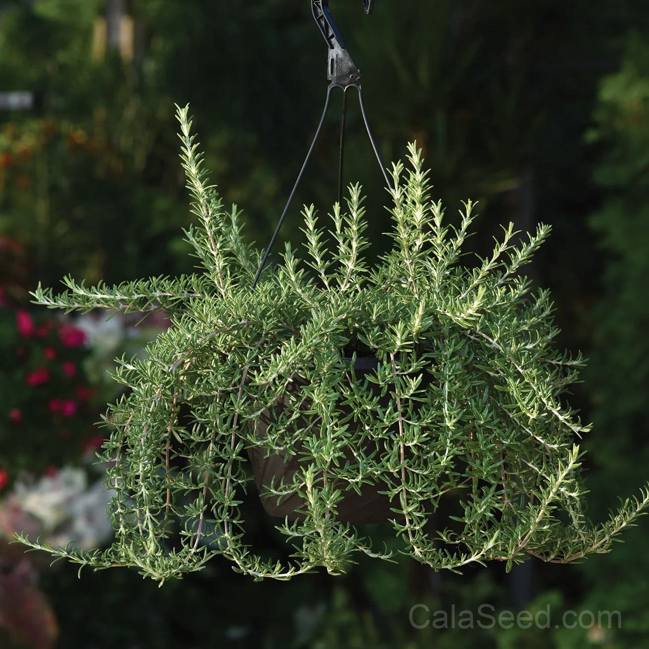 Blue Cascade Juniper Seeds — Drought-Tolerant Evergreen Groundcover - Main