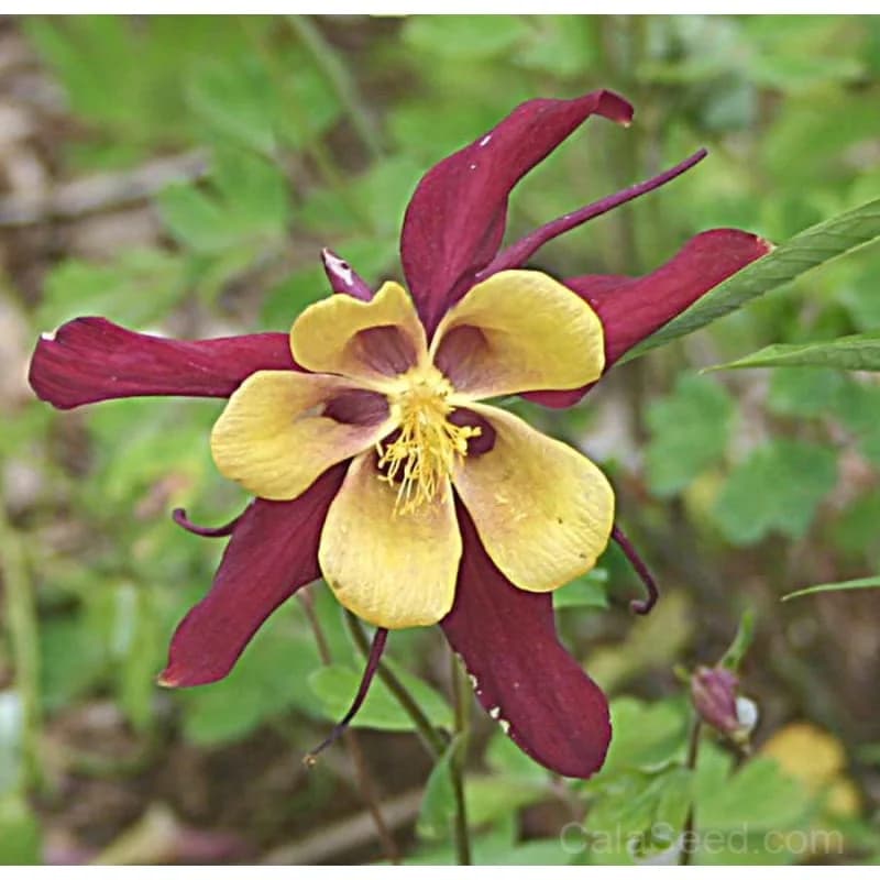 McKana Giants Columbine Seeds — Tall Bicolor Perennial Blooms - Alt
