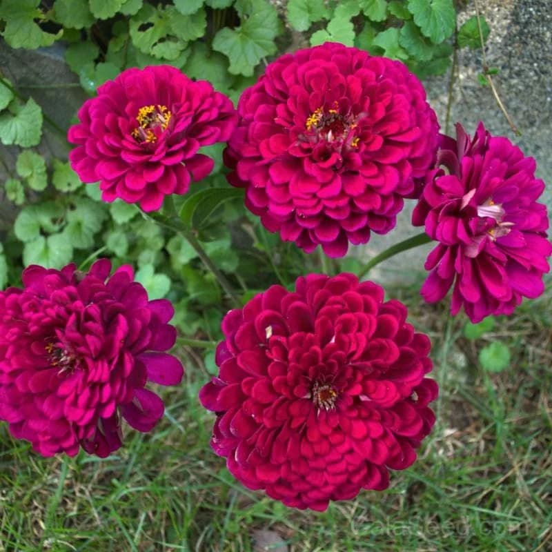 Giant Wine Zinnia Seeds — Tall Heirloom Cut Flower - Alt