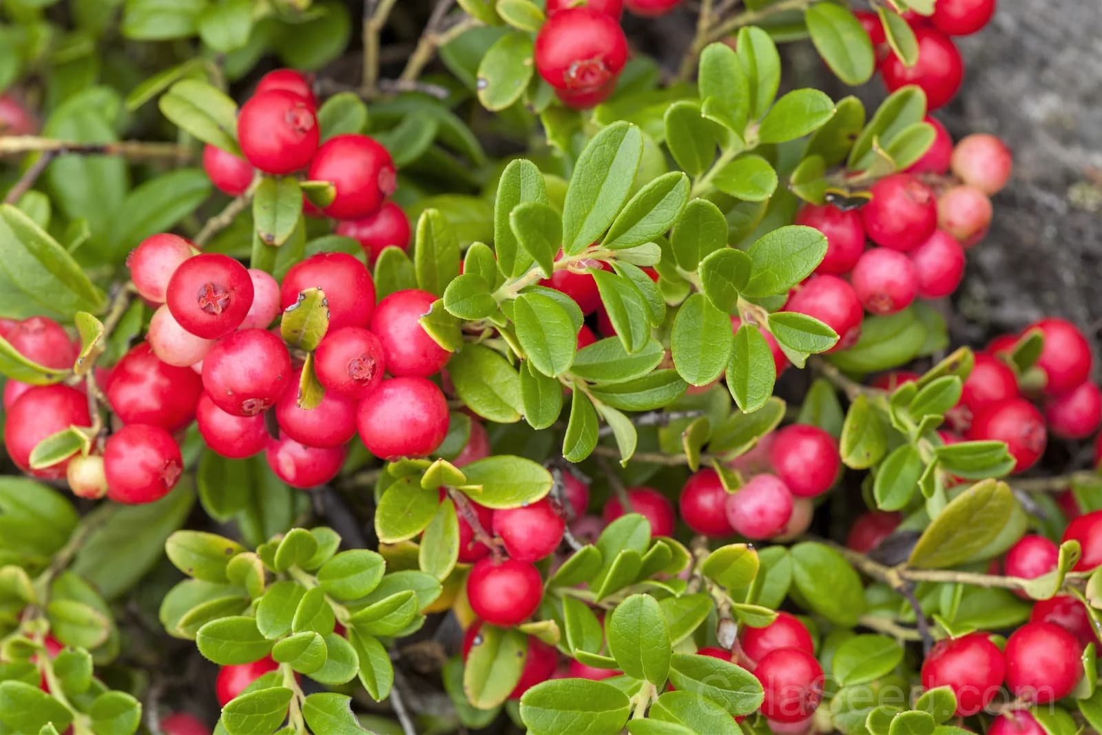 Lingonberry 'Mountain Cranberry' Seeds — Dwarf Evergreen Edible Fruit - Main