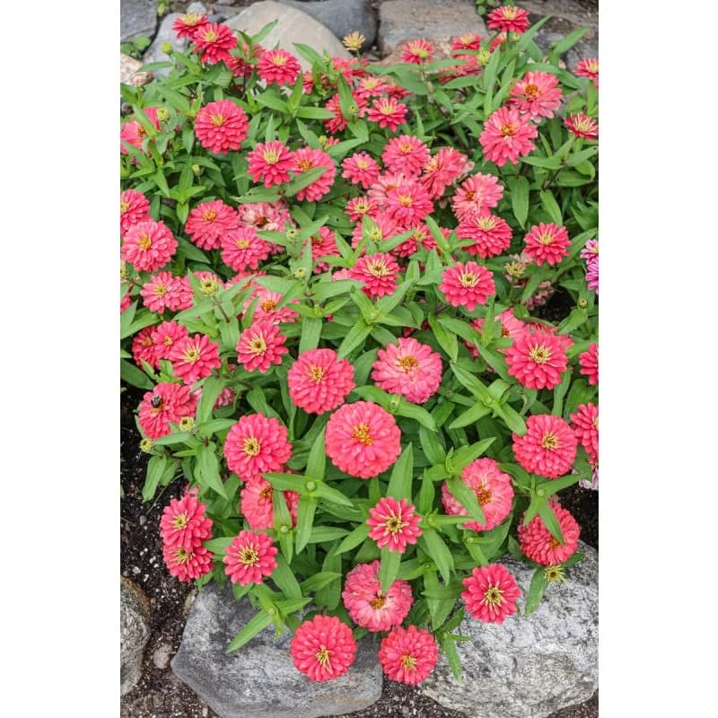 Zahara 'Double Salmon' Zinnia Seeds — Vibrant Salmon Blooms - View 5