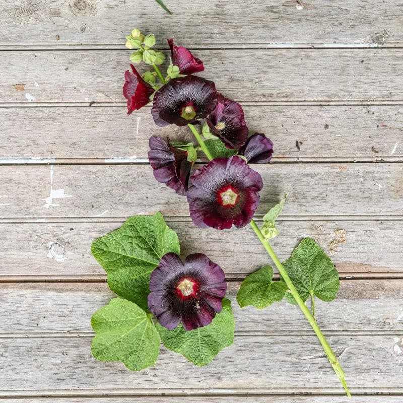 Jet Black Hollyhock Seeds — Dramatic Dark Blooms - View 4